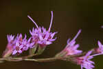 Fewflower blazing star